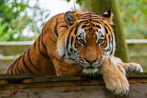 Siberian tiger looks at you by Tiny Jegerings
