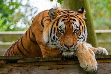 Siberische tijger kijkt je aan van Tiny Jegerings