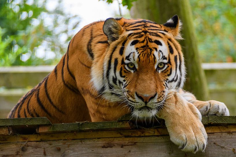 Sibirischer Tiger sieht dich an von Tiny Jegerings