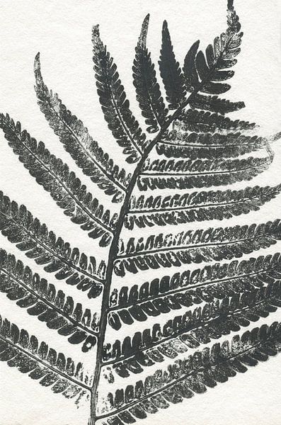 Feuille tropicale (vue dans vtwonen) sur Vintage en botanische Prenten