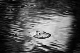 Floating leaf by Arnoud van der Meer
