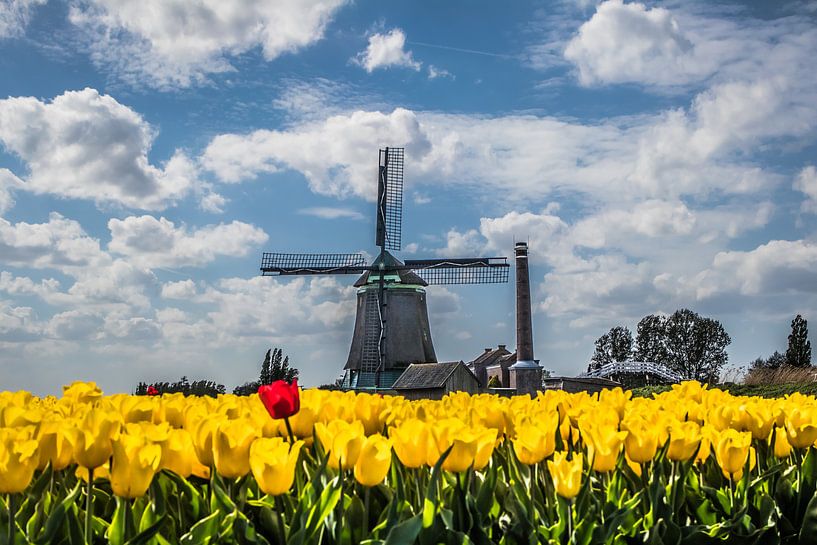 eenzame rode tulp by peterheinspictures