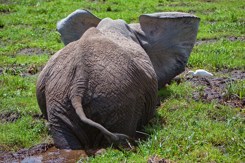 Olifant Rug van Peter Michel