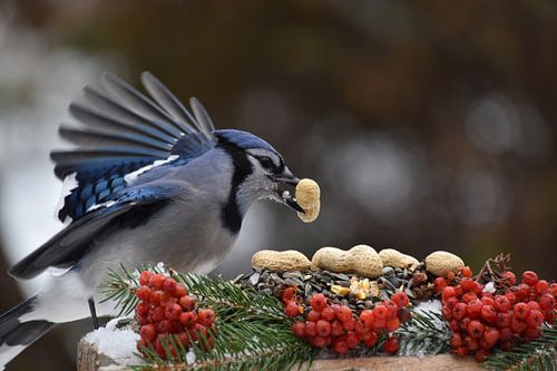 Ein Blauhäher am Futterhäuschen im Garten