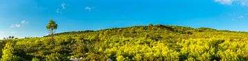 Grèce, Zakynthos, panorama XXL de collines couvertes d'arbres verts sur adventure-photos