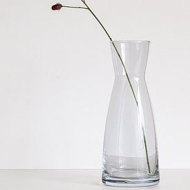 Large pimpernel in glass vase. by Joes van Asten
