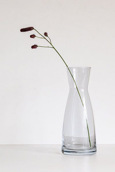 Large pimpernel in glass vase. by Joes van Asten