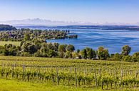 Vineyard near Unteruhldingen at Lake Constance by Werner Dieterich thumbnail