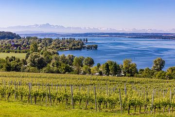 Vignoble près d'Unteruhldingen au bord du lac de Constance sur Werner Dieterich