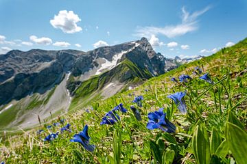 Gentian on the Großer Wilden in the Allgäu Alps by Leo Schindzielorz