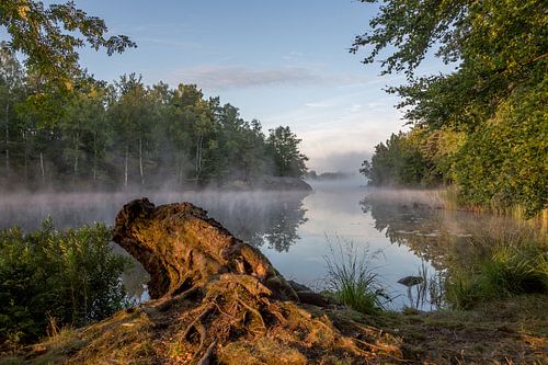 Boomstronk aan meer bij zonsopkomst in zuiden van Zweden