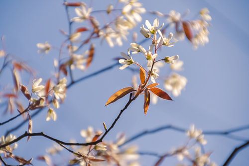 Spring jitters in a photo