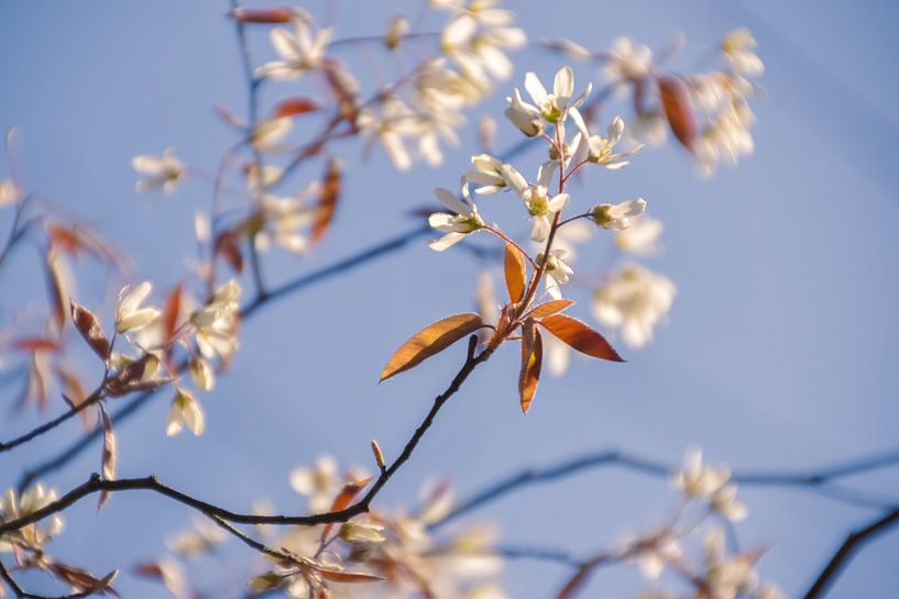 Le trac du printemps en photo par Janneke Spijkers