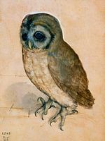 Albrecht Dürer - De uil (1512)