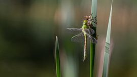 Grote Keizerlibel sur Johan van Opstal