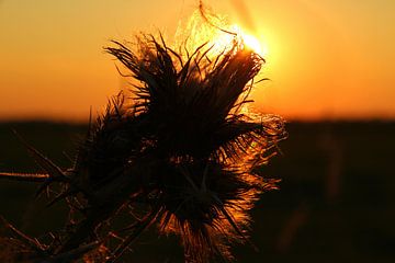 Zonsondergang door de bloem van Fotografie Sybrandy