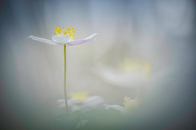 Buschwindröschen von Miranda Rijnen Fotografie