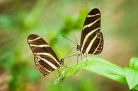 Zebra Longwing Butterflies sitting on a leaf by Chris Stenger thumbnail