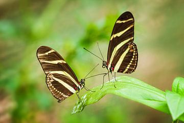 Papillons Heliconius charithonia assis sur une feuille sur Chris Stenger