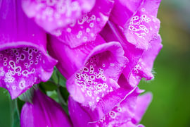 foxglove by foto's van gijs