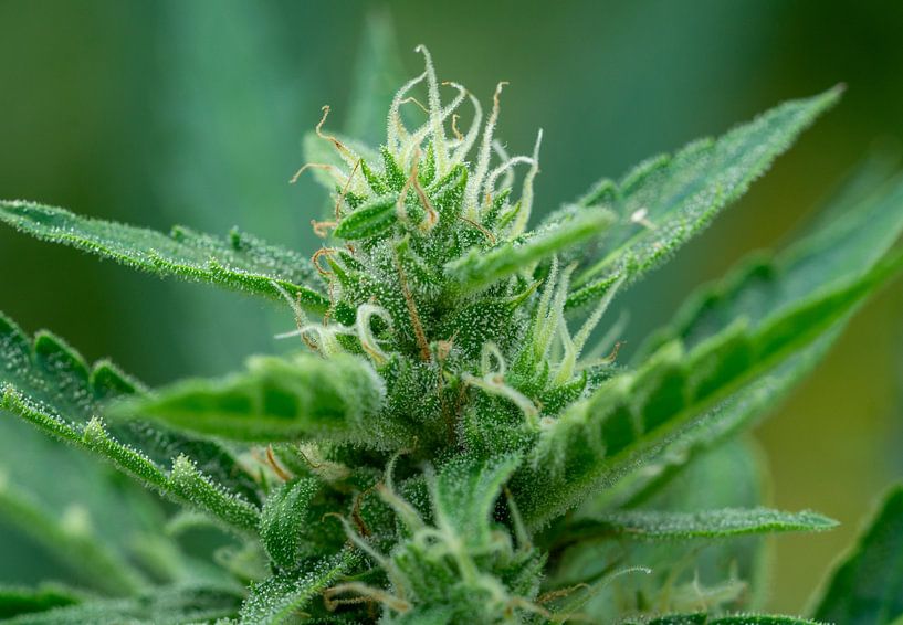 Marihuana-Pflanze in voller Blüte mit Pollen von Animaflora PicsStock