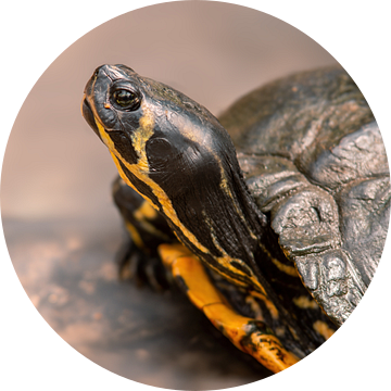 een schildpad zittend op een rots van Mario Plechaty Photography