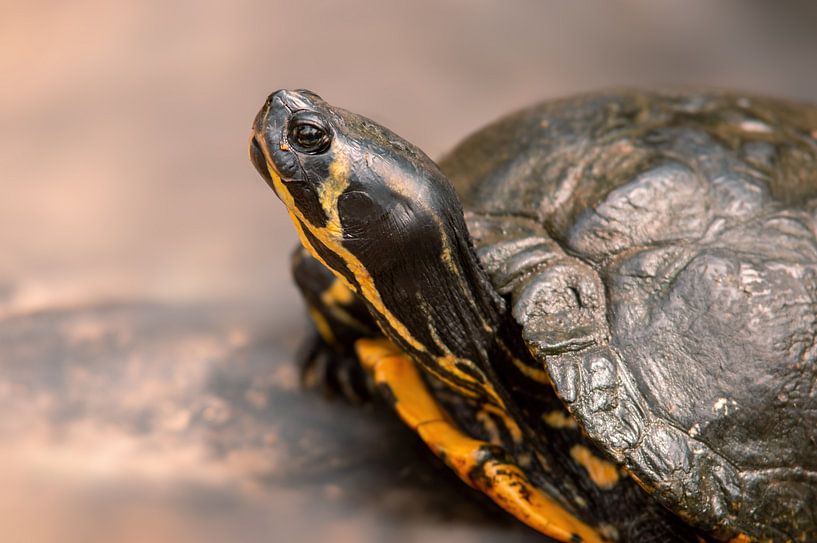 een schildpad zittend op een rots van Mario Plechaty Photography