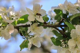Apple blossom branch with bee by BlattArt - Christine Horn
