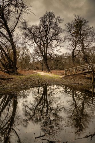 Vorfrühling im Auwald