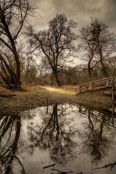 Le pré-printemps dans la forêt alluviale par Tom Monochrom