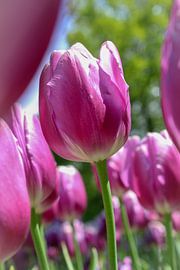 Purple tulips by Lindi Hartman
