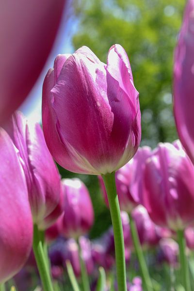 Paarse tulpen van Lindi Hartman