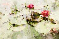 Pink water lilies