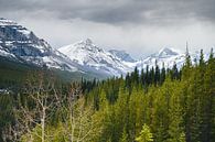Besneeuwde Rocky Mountains van Marijn Goud thumbnail