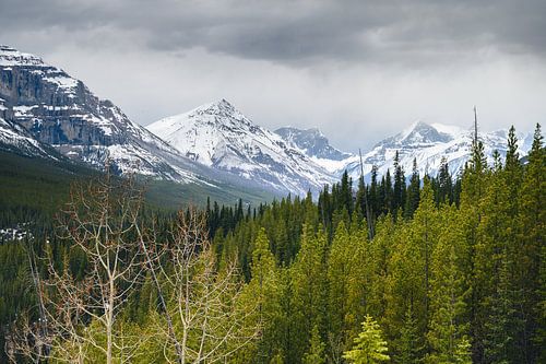 Besneeuwde Rocky Mountains van Marijn Goud