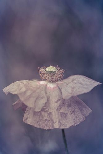 open poppy
