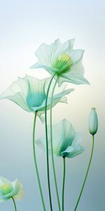Danse des fleurs