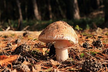 Paddenstoel in het bos van Bobsphotography