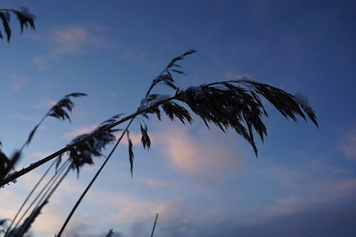 Shade reed