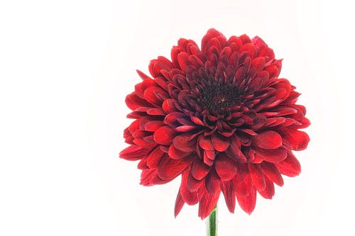 Chrysant met een witte achtergrond