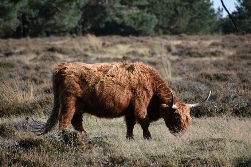 Scottish Highlander Heath by Sylvia van der Hoek