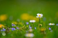 Gänseblümchen