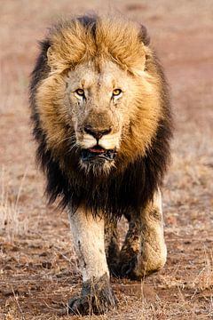 Lion in Africa by Caroline Piek