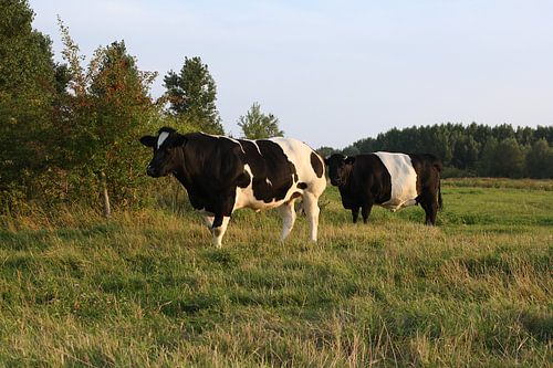 Waiting for the farmer - two cows in black and white