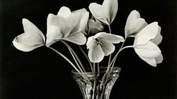 Tulpen in vaas van Franka Poulain