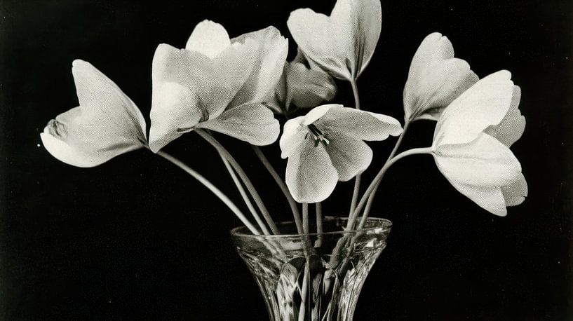Tulpen in Vase von Franka Poulain