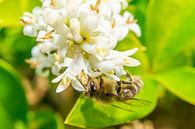 Die Biene sucht nach Nektar! von Maurice Looyestein Miniaturansicht