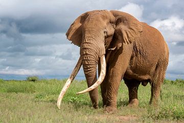 Portret van Tim de Tusker, een geliefde Afrikaanse olifant in Amboseli Nationaal Park in Kenia