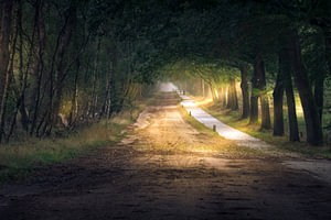 Beleuchteter Waldweg