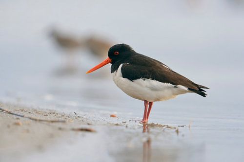 Huîtrier pie ( Haematopus ostralegus ) se reposant sur la plage, échassier typique de la côte de la 
